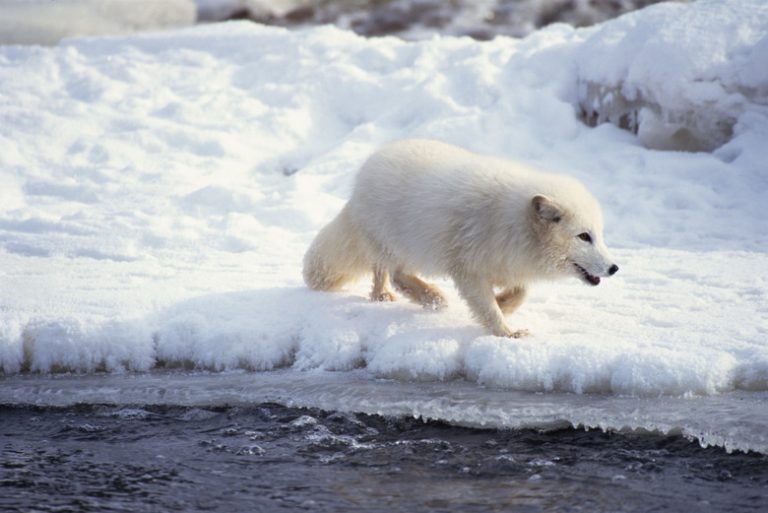 Flora of the Arctic Ocean