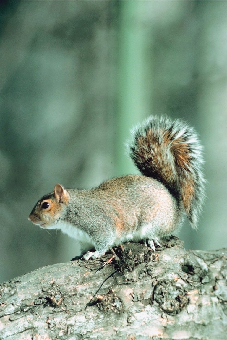 Squirrel Reproduction and Pregnancy Understanding Squirrel Mating and Gestation