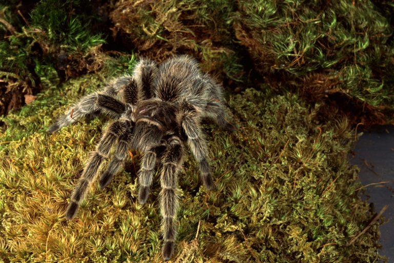 Florida Tarantulas and Other Spiders