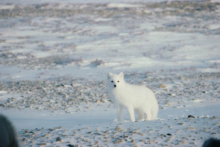 Creatures of Cold Desert Biomes