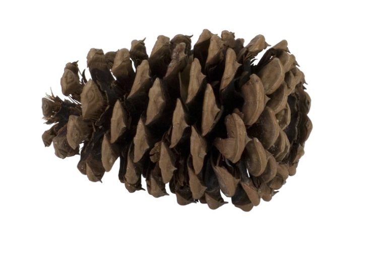 Phases of a Pine Cone