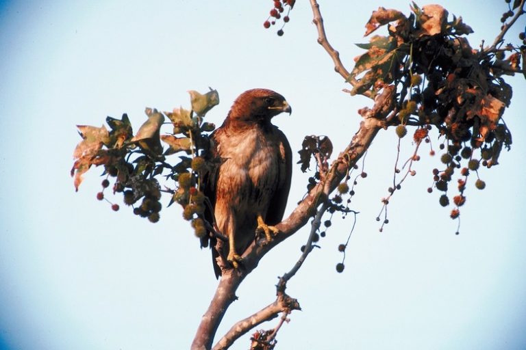 Distinguishing Male and Female Hawks