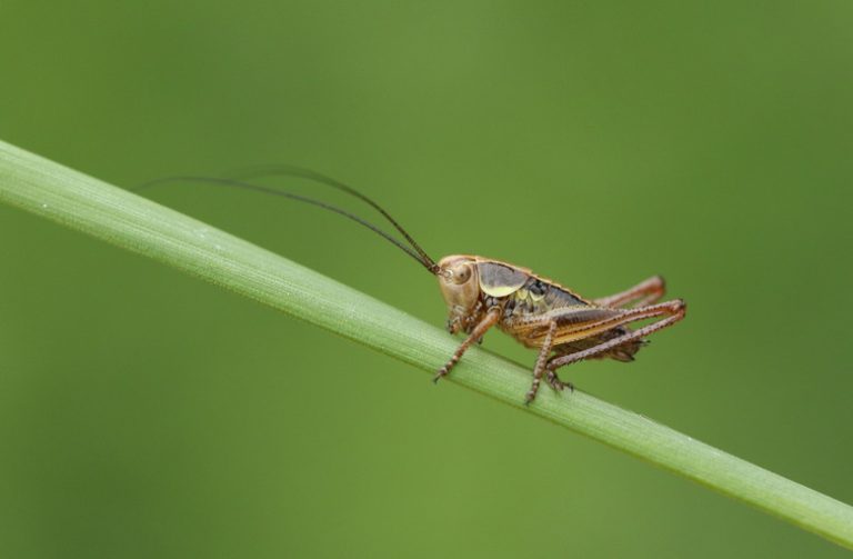 Understanding the Hibernation Process of Crickets in Cold Weather