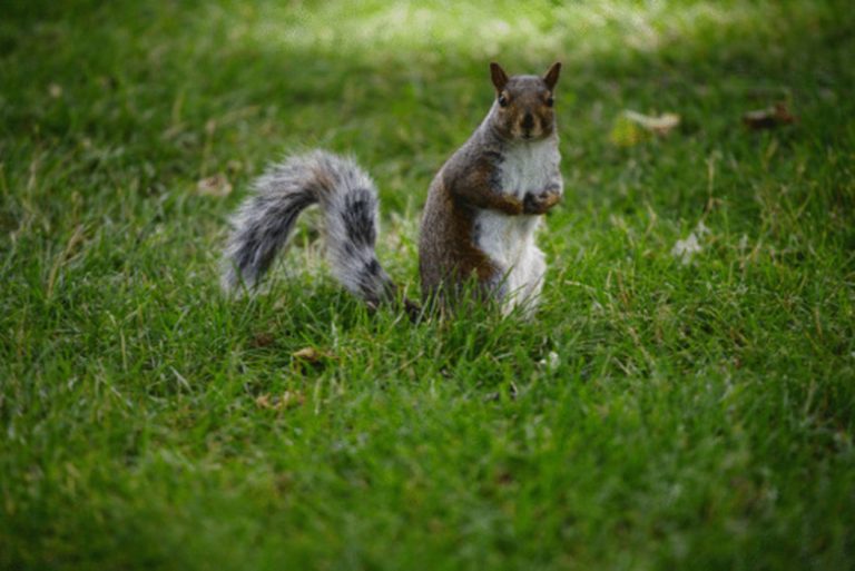 Feeding Squirrels Popcorn