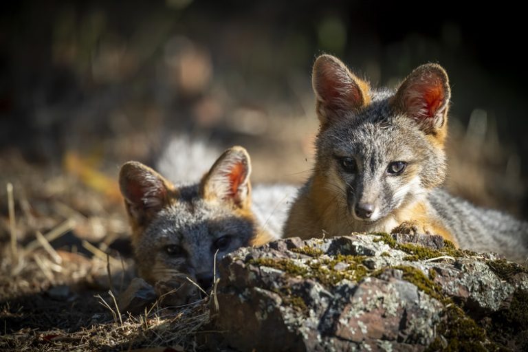 Understanding the Diet of Gray Foxes