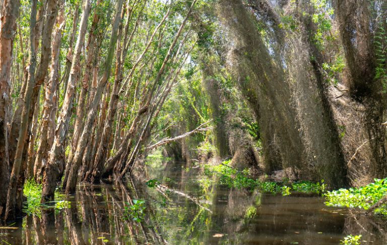 Nonliving Components of a Forest Ecosystem