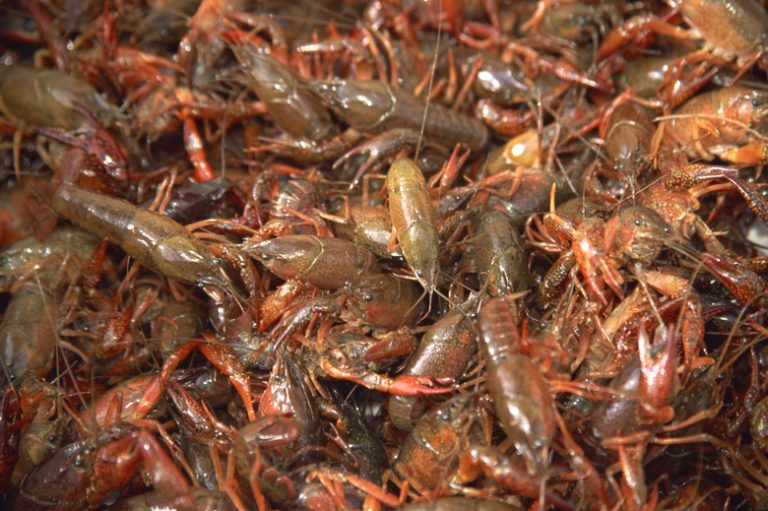 Understanding How Crayfish Obtain Oxygen