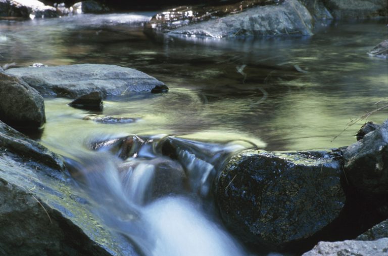 Flora and Fauna of Rivers and Streams