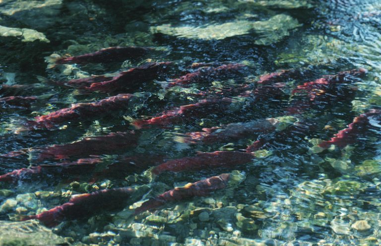 Why Do Salmon and Other Fish Swim Upstream?