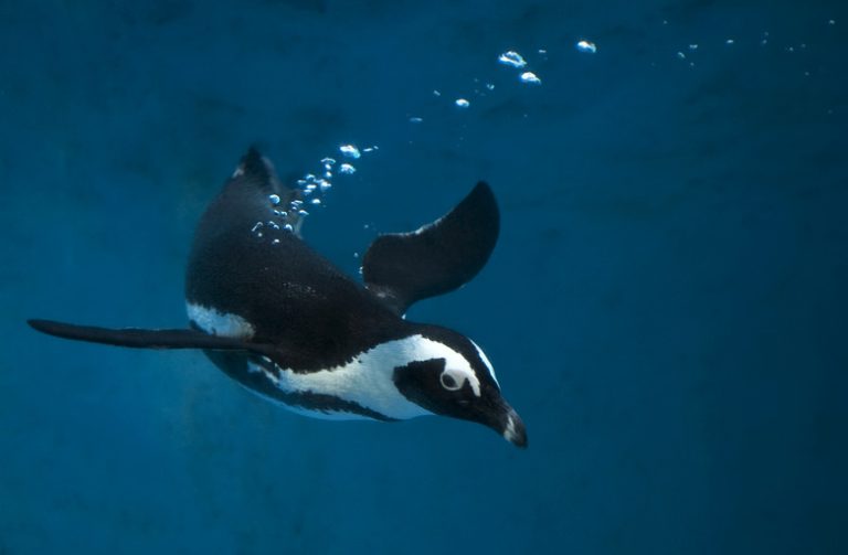 Understanding the Life Cycle of Penguins