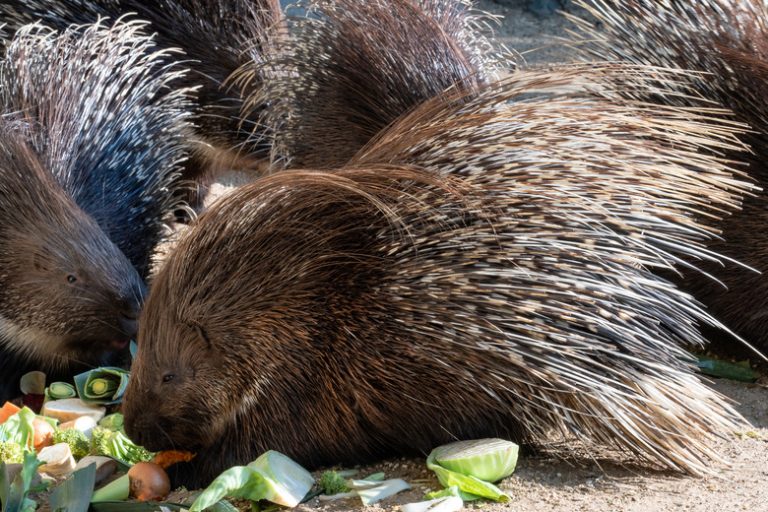 Which Animals Possess Prickly Spines?