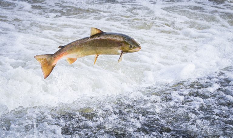 Understanding the Differences Between Male and Female Salmon