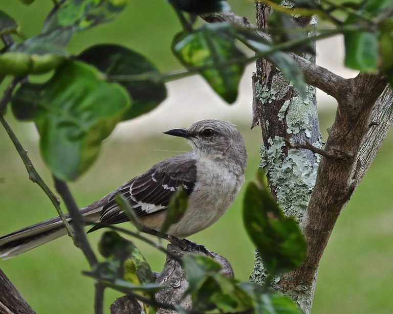 Distinguishing Between Male and Female Mockingbirds