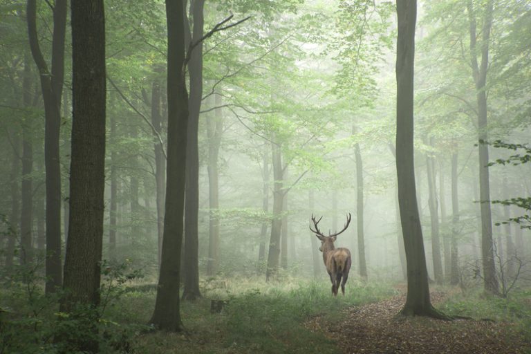 Understanding the Role of Deer in the Ecosystem