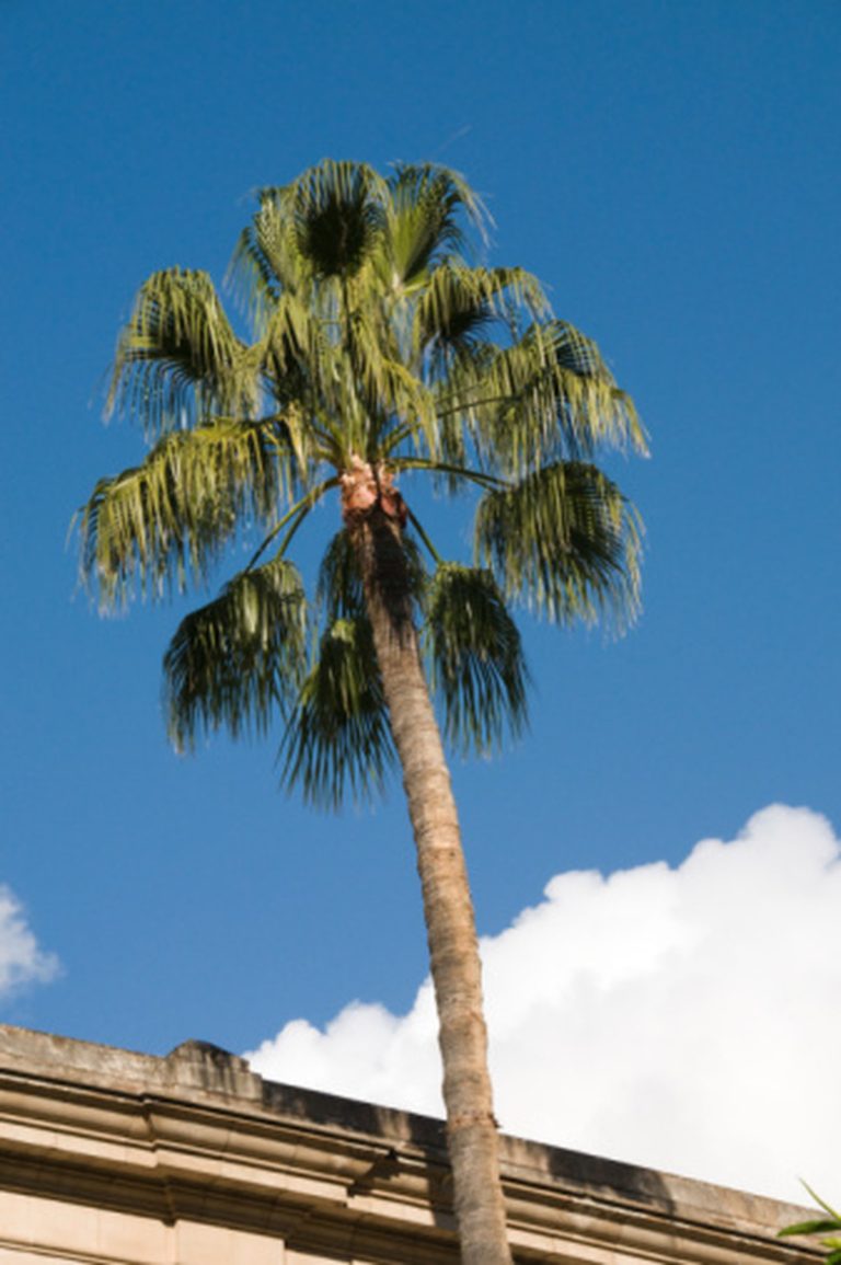 Are Palm Trees Considered Monocots?