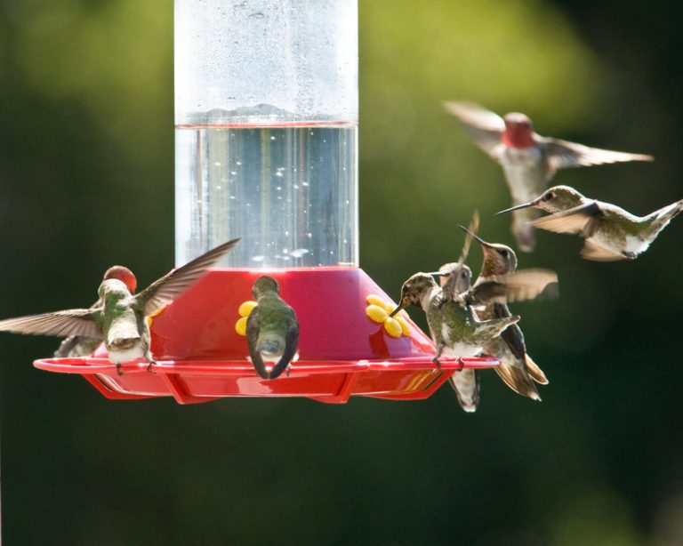 When to Set Up a Hummingbird Feeder in Austin, Texas