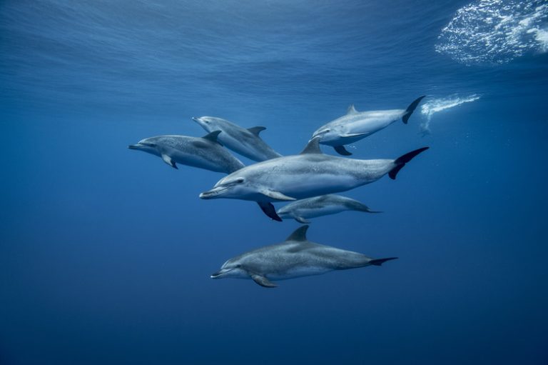 Distinguishing Between Dolphin Fish and Dolphin Mammals