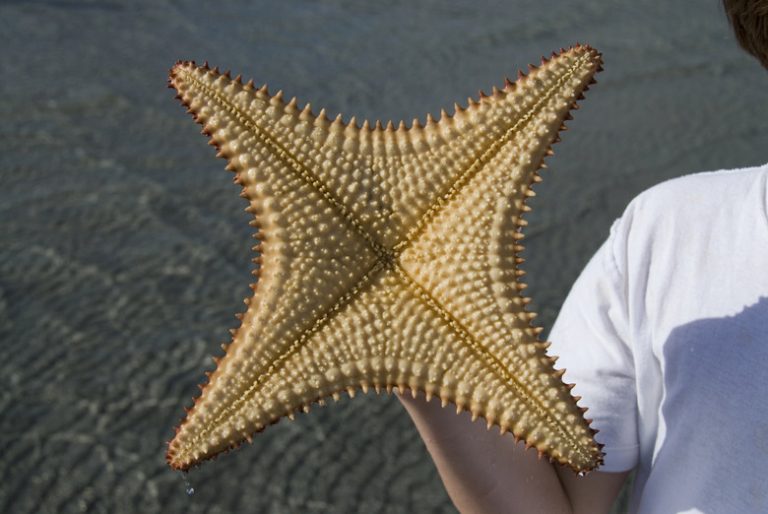 Exploring the Functions of the Ampulla in Starfish