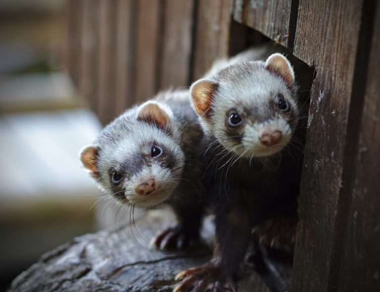 Distinctions Among Ferrets, Stoats, and Weasels