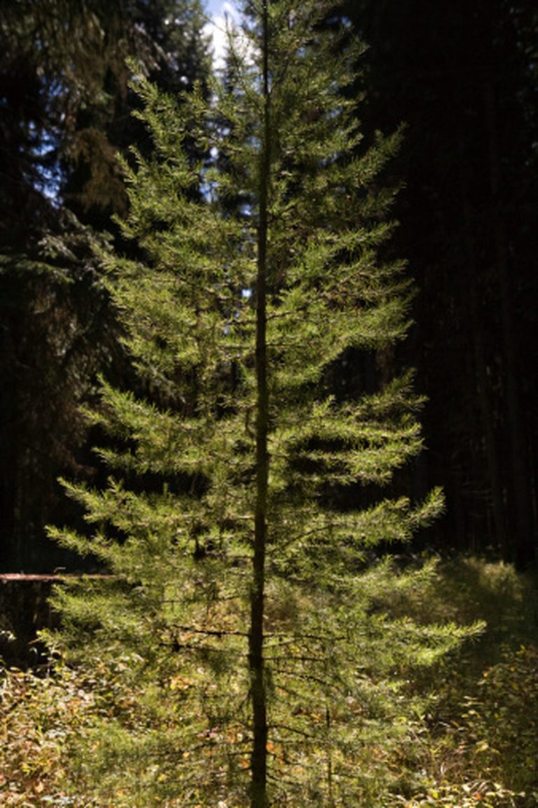 Pine Tree Diameter in Relation to Age