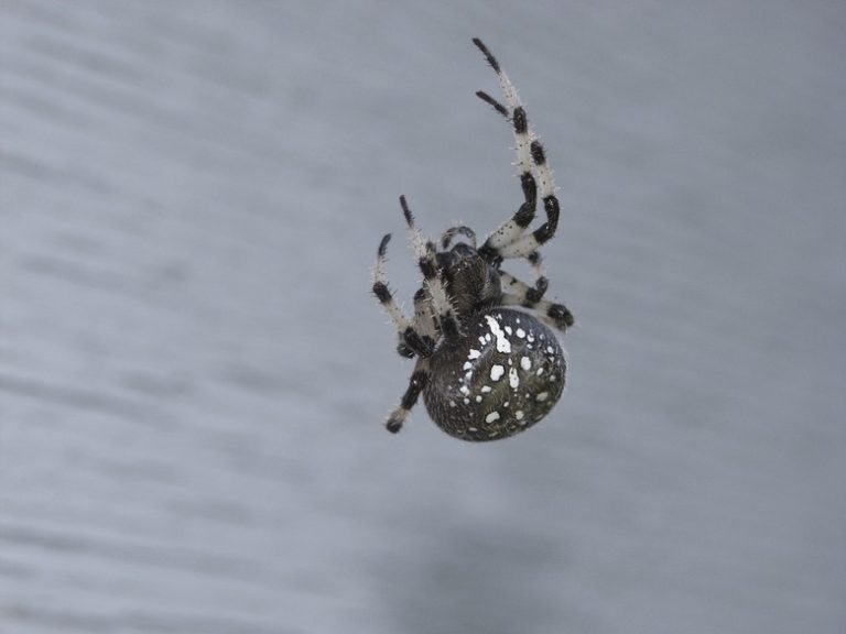 Identifying Spiders with White Spots