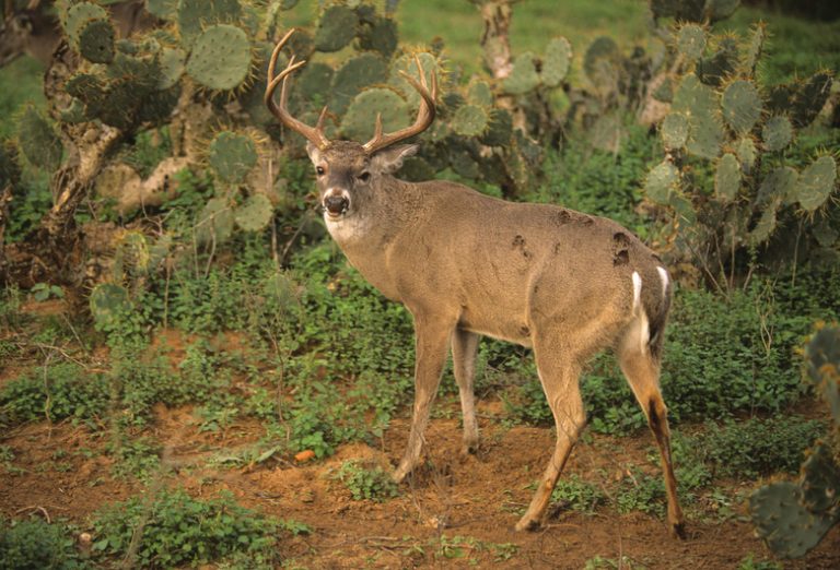 Exploring the Types of Deer Found in Texas