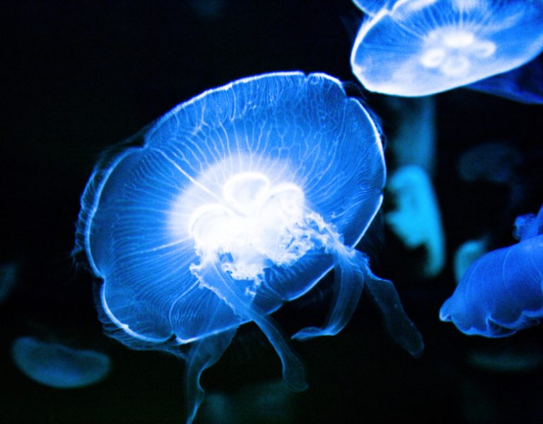 Adaptations of Jellyfish Exploring the Unique Features of Jellyfish