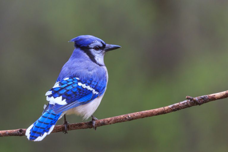 Distinguishing Male and Female Blue Jays