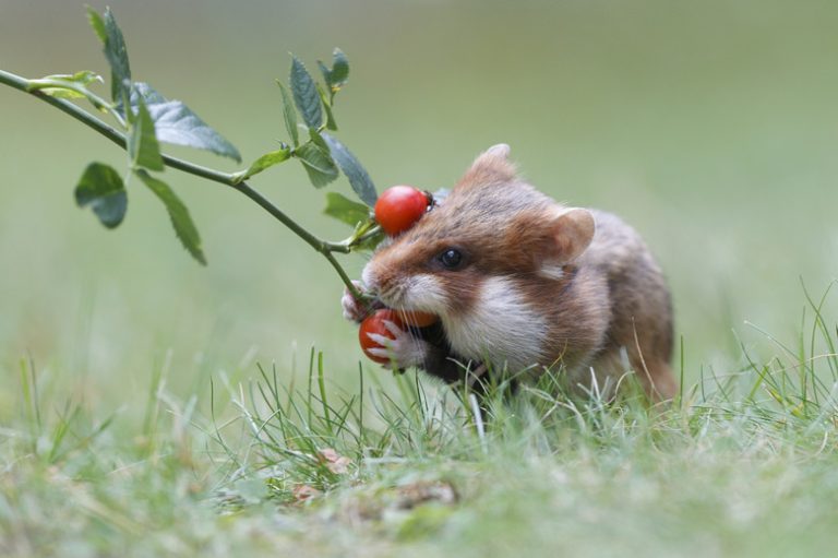 Which Animals Are Natural Predators of Hamsters?