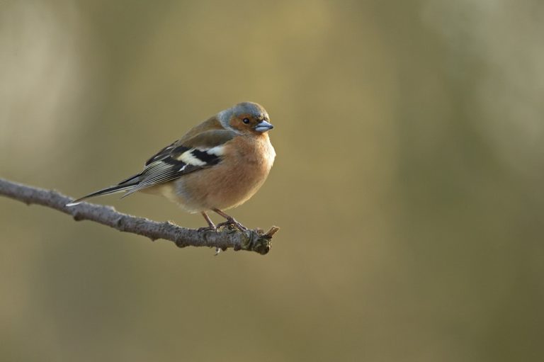 Nesting Behaviors of Finches Exploring the Reproductive Practices of Finches