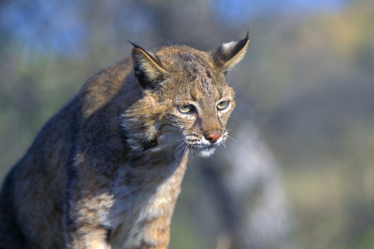 The Various Wild Cat Species Found in Massachusetts