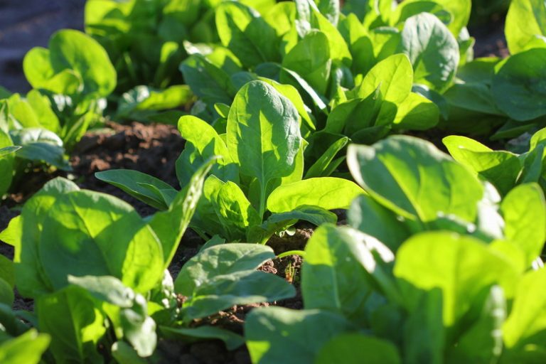 Exploring Plant Pigments in Spinach