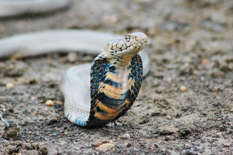 Understanding the Life Cycle of the Cobra