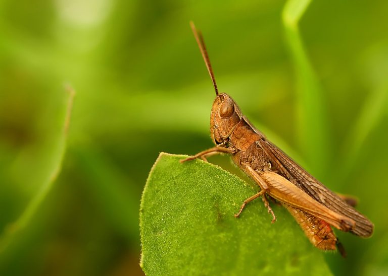 Collection of Jumping Insects Sciencing