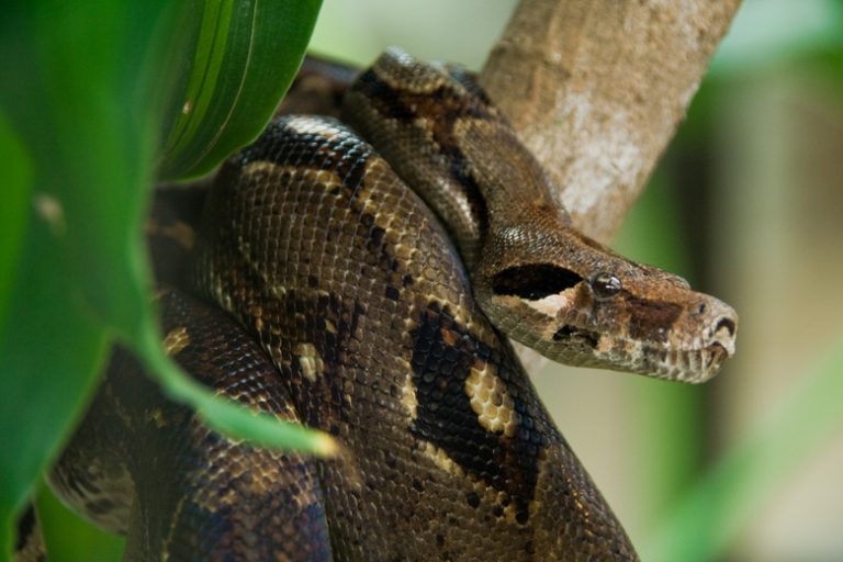 How Do Anacondas Adapt for Survival?