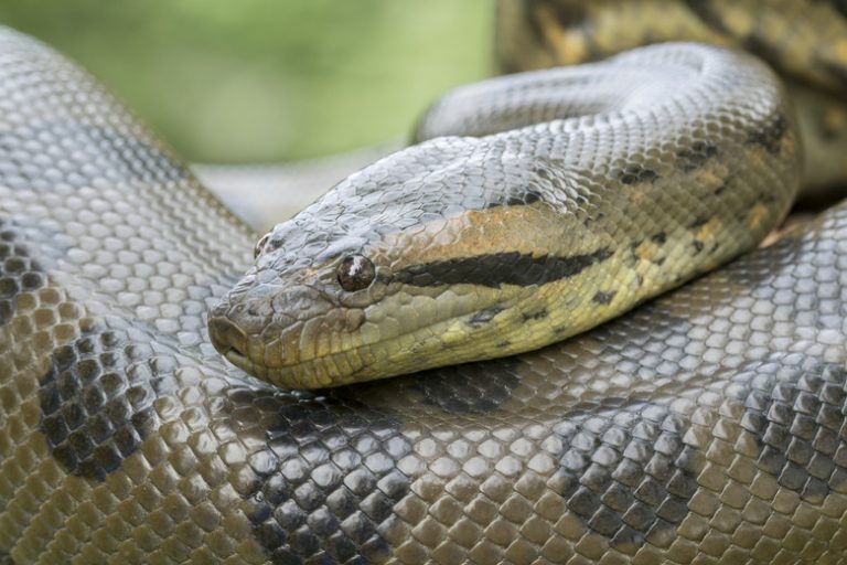 Comparing Boas, Pythons, and Anacondas