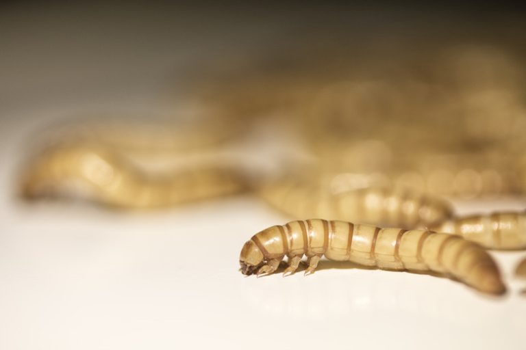 Exploring the Natural Habitat of Mealworms