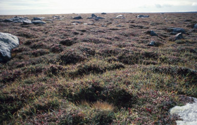 Shrubs in the Tundra Ecosystem