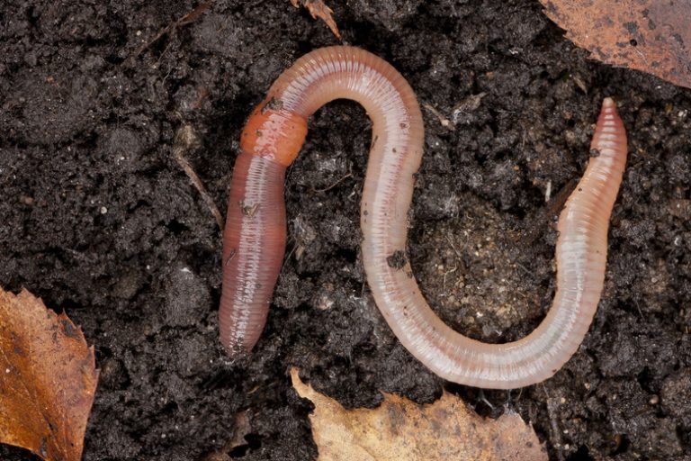 Classifications of Earthworms Sciencing