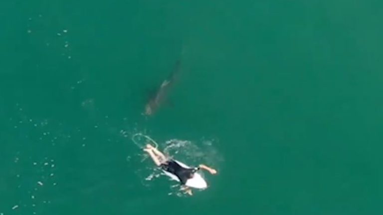 Surfer Matt Wilkinson's Close Encounter with a Shark Caught on Film