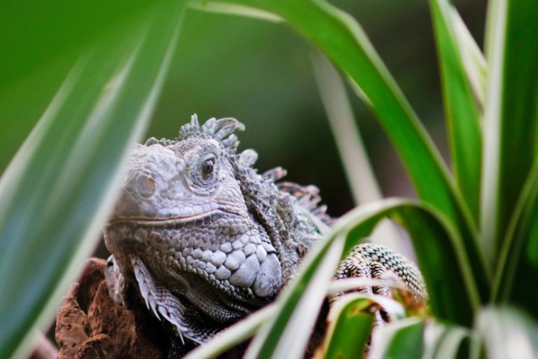 What Predators Feast on Iguanas?