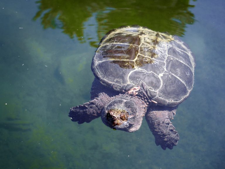 Different Varieties of Snapping Turtles Sciencing