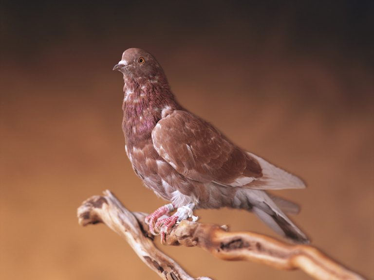 Comparing Passenger Pigeons and Carrier Pigeons