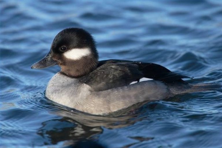 Understanding Duck Flight