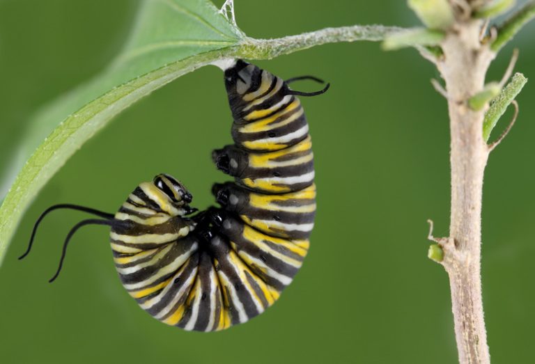 Understanding the Process of a Caterpillar Building a Cocoon