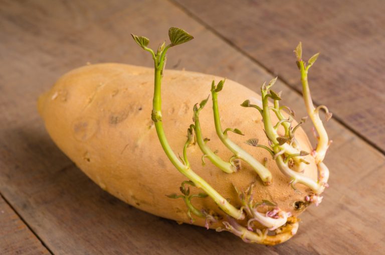 Growing Potatoes in Water for a Science Project