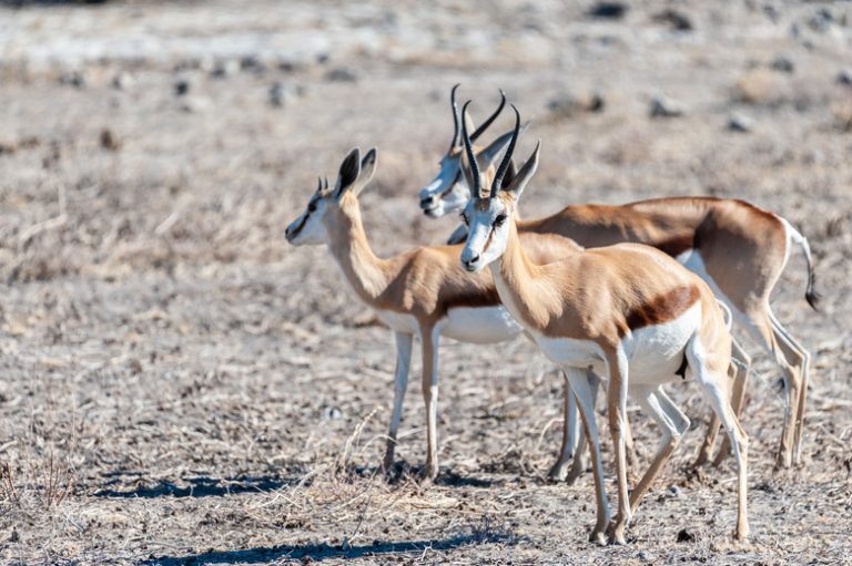 Predators of Gazelles | Sciencing