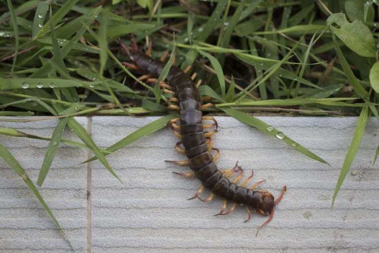 Varieties of Centipedes Found in California