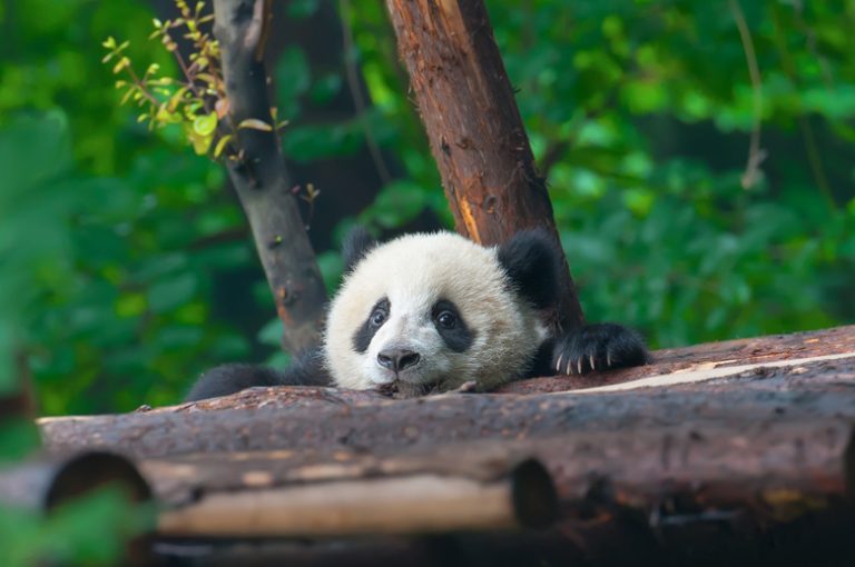 Traits and Habits of the Giant Panda