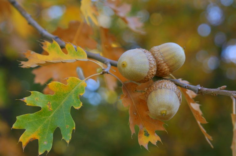 The Journey of an Acorn Seedling to Maturity